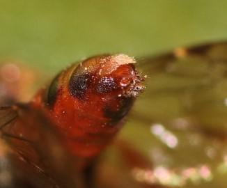 Nomada sp.